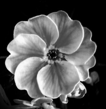 12月の花のtwitterイラスト検索結果