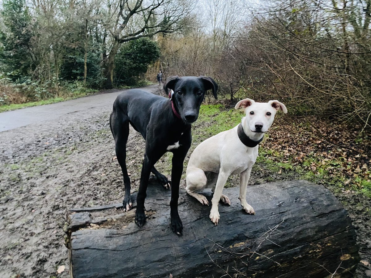 canine2fiveuk's tweet photo. The good thing about the end of the school holidays is, i get to spend the early mornings walking these gorgeous ladies! #layla #luna #greyador #bulllurcher #Walking #dogwalker #dogwalking #twickenham #richmond #dog #tw1 #tw2 #lovelocal #twickenhamdogs #dogsoftwickenham https://t.co/TAPLGmbKXd