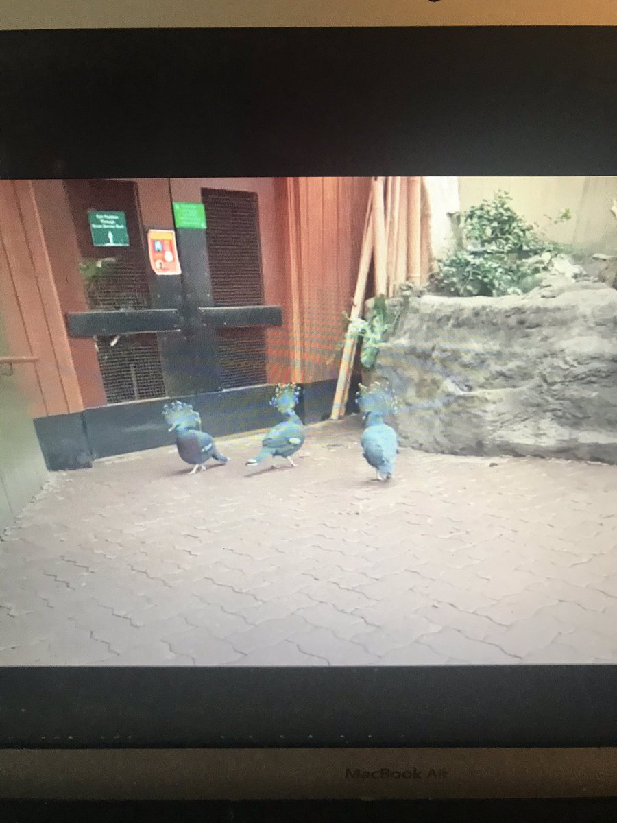sarah_iloveto's tweet photo. Thank you @TheTorontoZoo for taking the kindergarteners on a virtual field trip! We loved the Tawny Frogmouth owl🦉  @JeanLumbPS_TDSB #thisisFDK #virtualfieldtrip #virtuallearning #torontozoo https://t.co/G5zPRwOHZk