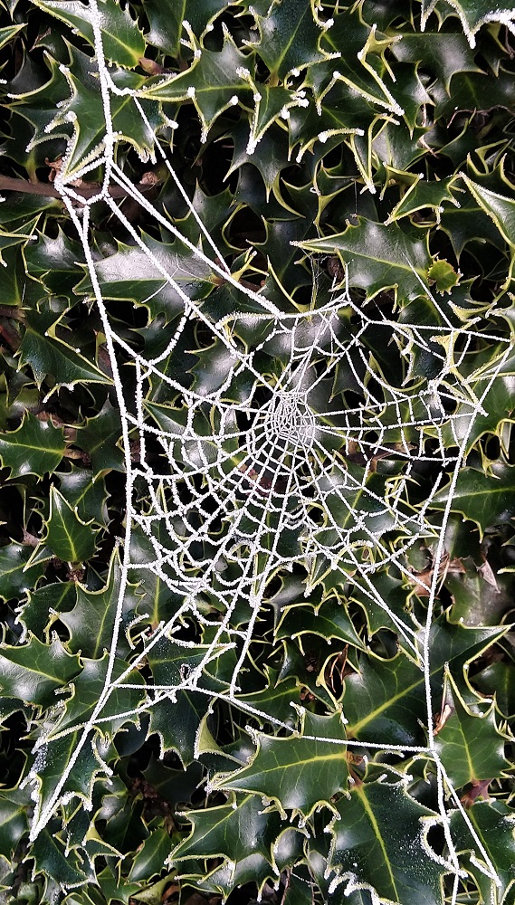 WildsideAC's tweet photo. Current restrictions can sometimes make it feel like the walls are closing in. The time we can spend out of doors may be limited, but make the most of the opportunities to explore nature on your doorstep… you never know what you’ll find! #naturehelps #wildsideac #explorenature https://t.co/NJRh7Ck8Bx