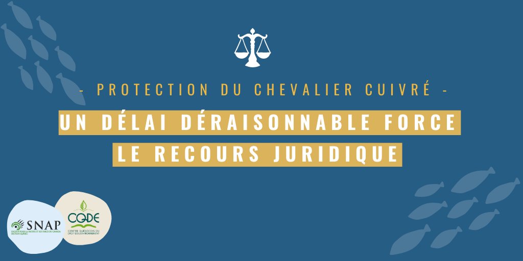 Communiqué | Huit ans plus tard, l’habitat essentiel du #ChevalierCuivré n'est toujours pas protégé. Ce délai déraisonnable force un recours juridique devant la Cour fédérale.

Notre communiqué avec la @snapqc  👉bit.ly/3nmZACG