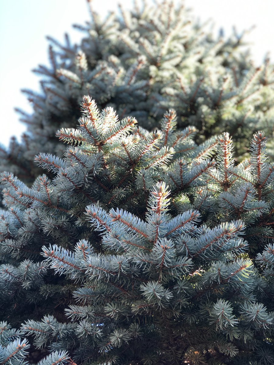grandparissud's tweet photo. #CollecteSapin🚛🌲| Participez au #recyclage ! 
Les #collectes de sapins de #Noël ont lieu lors de la 2ème et 4ème semaine de janvier. 
⚠️ Uniquement les #sapins naturels et nus.
👉 Connaître la date de #ramassage dans votre #commune : https://t.co/CpwQexofem https://t.co/fXUTICVXQ4