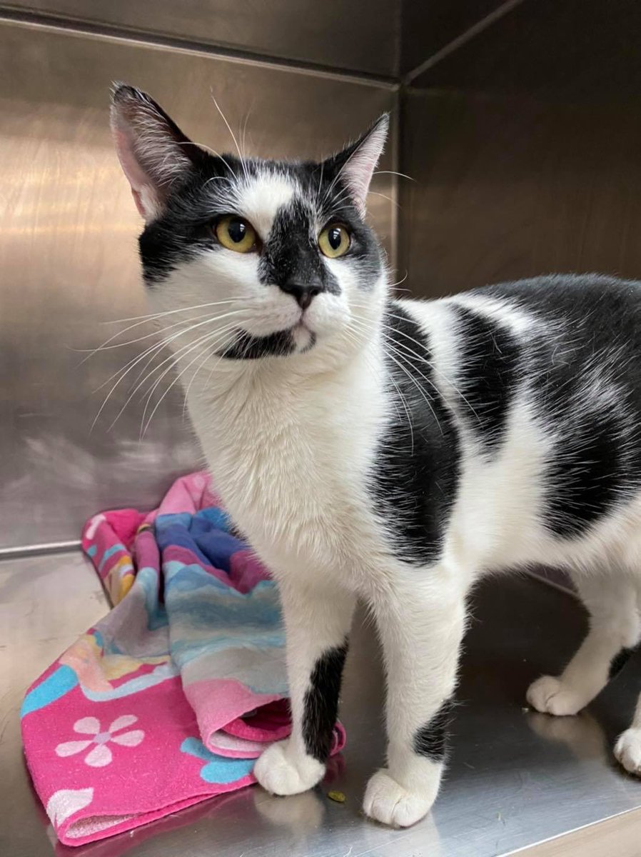 Associated Humane Societies - Newark Branch tweet media