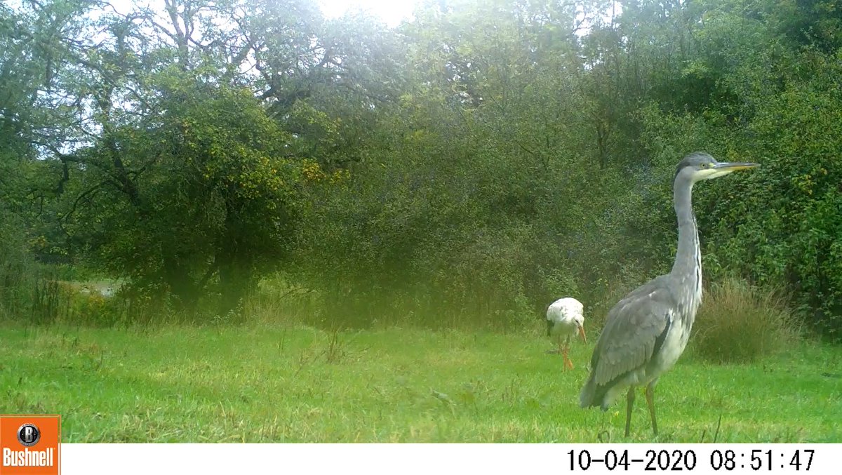 The 1st of our volunteer highlights is the work being carried out by Kevin &amp; Barbara who are monitoring the storks using trail cameras.

Interesting behaviour, movement between sites &amp; other species have been captured on camera!

<a href="/DurrellWildlife/">Durrell Wildlife Conservation Trust</a> @KneppSafaris <a href="/Kph_Fox/">KevinH</a>