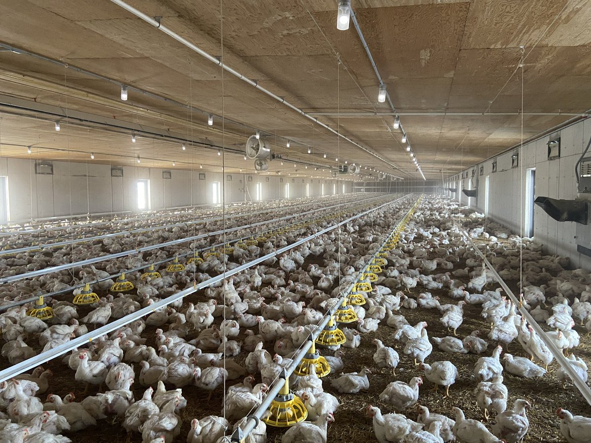 When I built my chicken barn, I thought about my end consumer, and the environment they would want their food to be grown. I don't raise them outside, but I do give them natural light. I had lots of very concerned farmers express their nervousness. But it's working just fine. (9)