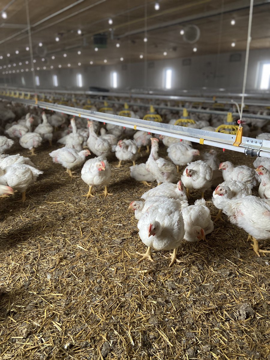 When I built my chicken barn, I thought about my end consumer, and the environment they would want their food to be grown. I don't raise them outside, but I do give them natural light. I had lots of very concerned farmers express their nervousness. But it's working just fine. (9)