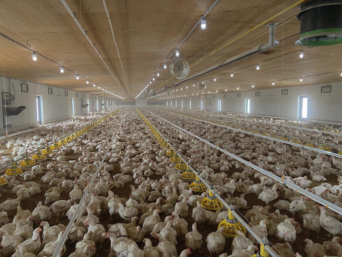 When I built my chicken barn, I thought about my end consumer, and the environment they would want their food to be grown. I don't raise them outside, but I do give them natural light. I had lots of very concerned farmers express their nervousness. But it's working just fine. (9)