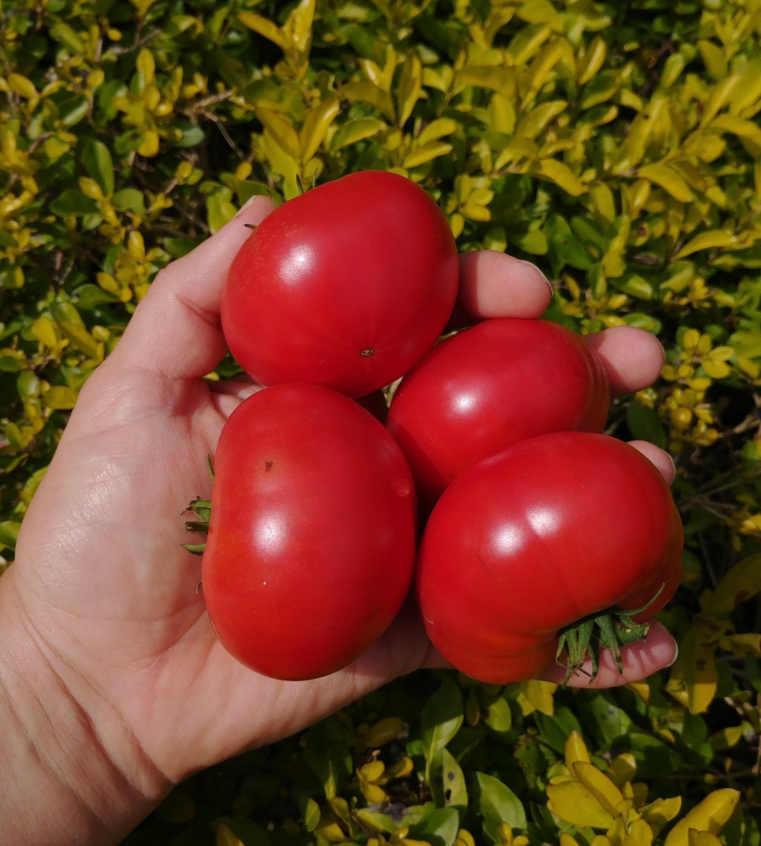 AndresHCabrera's tweet photo. #Cosechando #tomates. De la #huerta a la #mesa https://t.co/nM8wwXbvTC