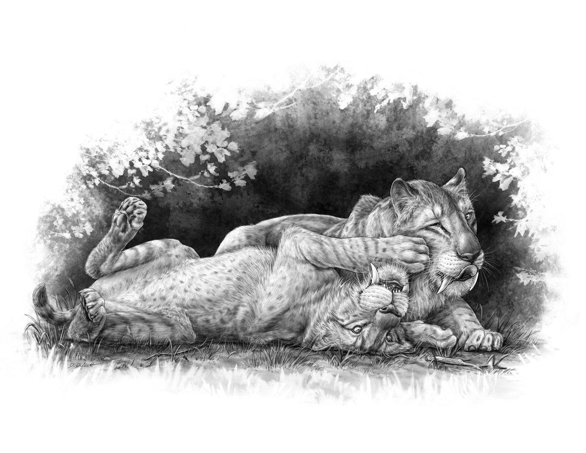 I know things are A LOT right now, but hopefully this will bring a little joy: we just published on some sabrecat siblings and the story they tell about how long it took these fearsome predators to grow up.FABULOUS artwork by  @MesozoicMuse Paper here:  https://www.sciencedirect.com/science/article/pii/S2589004220311135