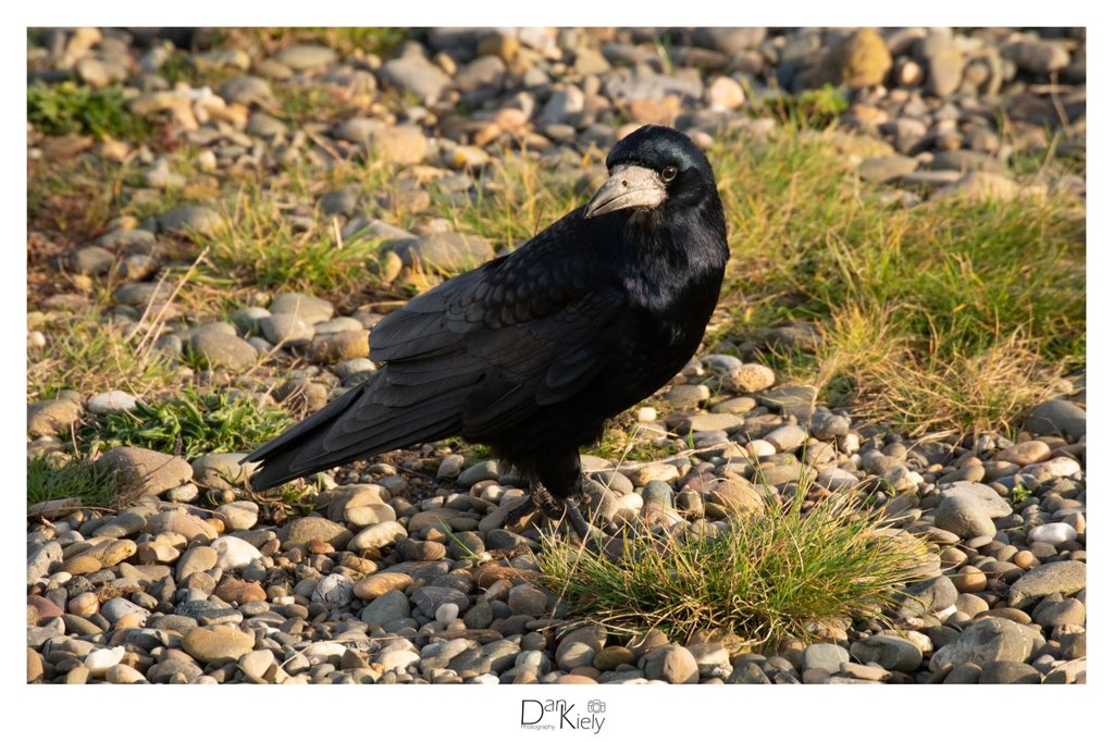 DanKielyPhoto's tweet photo. Surveying The Scene, Bray Seafront, December 2020.

#Crow #LookingForGood #Winter #WinterMorning #Bird #Bray #BraySeafront #Wicklow #VisitWicklow #WicklowOutdoors #Ireland #DiscoverIreland #irishphotography #TheFullIrish_ #Nikon #NikonD3500 #VMWeather #LensAreLive #ThePhotoHour https://t.co/M7aFv7bIKQ