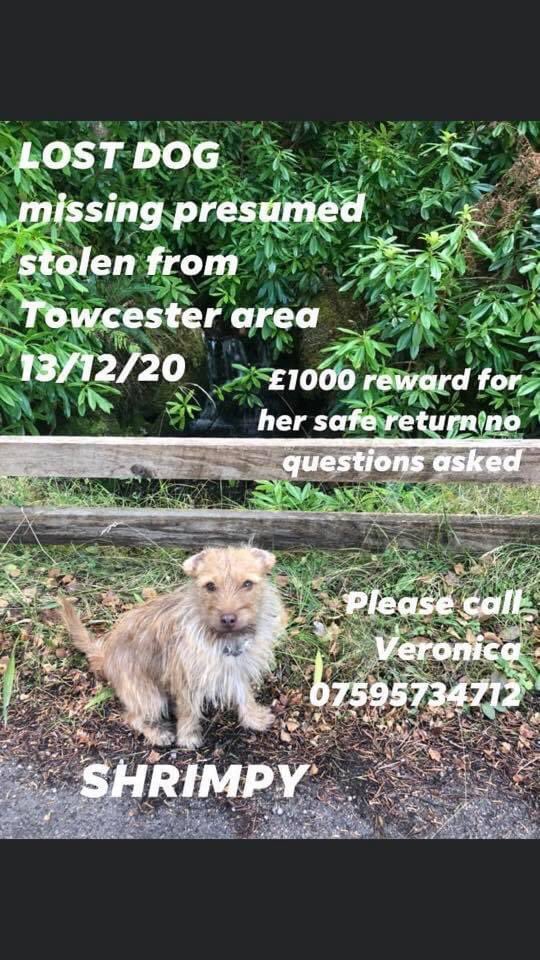 rosiedoc666's tweet photo. SHRIMPY #missing #Towcester area 13/12/20
£1000 reward for her safe return 😞
Female #CairnTerrier CHIPPED&SPAYED #Adstone area DOGS CANT VANISH - #STOLEN
TAKEN THE SAME NIGHT A NEIGHBOURS STABLE WAS #burgled with #MITSUBA L200 truck
https://t.co/4tjLVgf1oe https://t.co/zLALkcWE11
