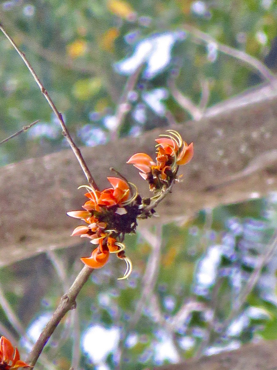 vrundavs's tweet image. Flame of forests 🌳 
A gorgeous tree....
#trees #foresttrees #flameofforests 
#bandipur #wildflowers