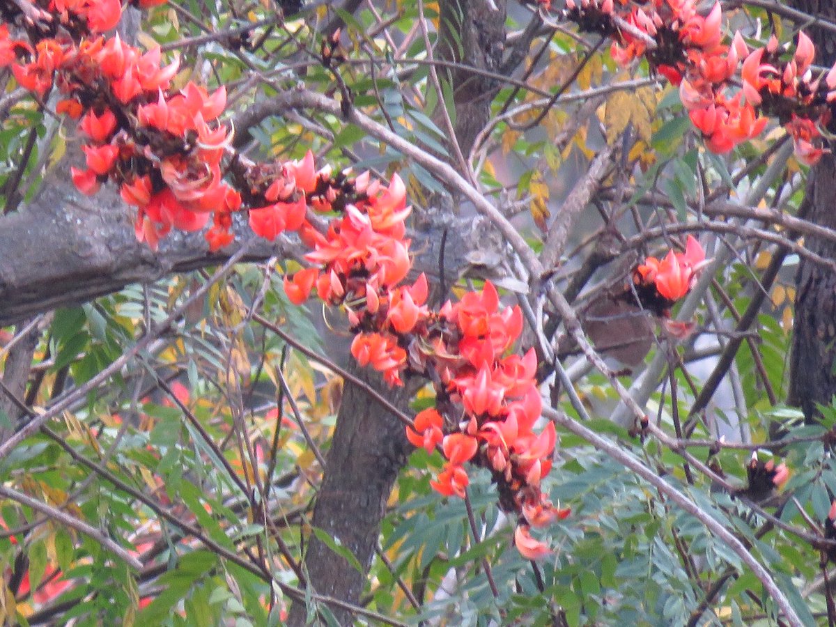 vrundavs's tweet image. Flame of forests 🌳 
A gorgeous tree....
#trees #foresttrees #flameofforests 
#bandipur #wildflowers