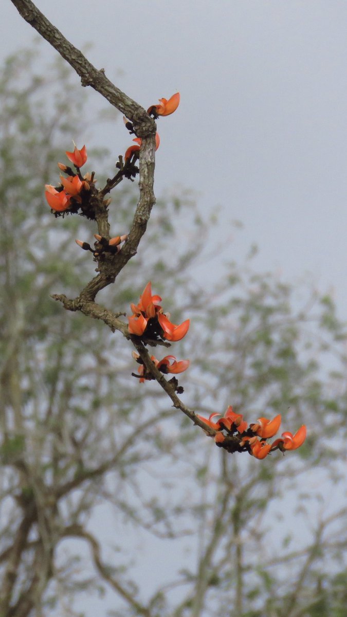 vrundavs's tweet image. Flame of forests 🌳 
A gorgeous tree....
#trees #foresttrees #flameofforests 
#bandipur #wildflowers
