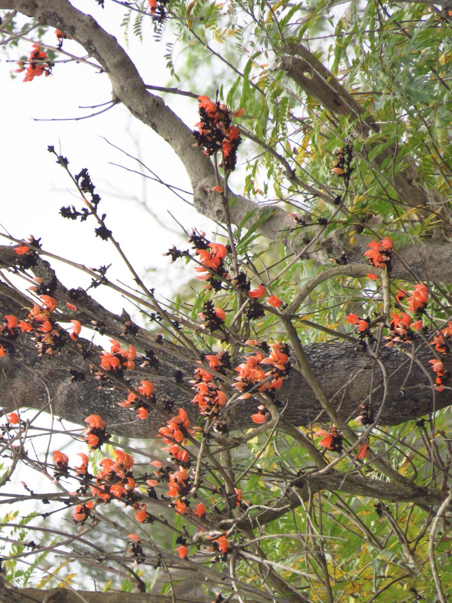 vrundavs's tweet image. Flame of forests 🌳 
A gorgeous tree....
#trees #foresttrees #flameofforests 
#bandipur #wildflowers