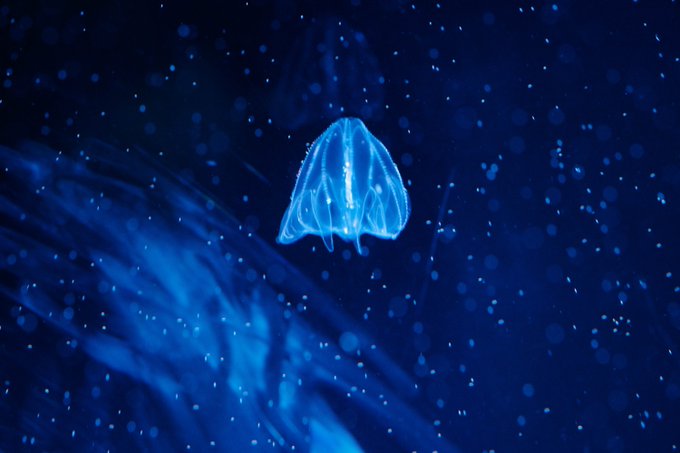 水槽 高画質 のtwitterイラスト検索結果 古い順 水槽 高画質 のtwitterイラスト検索結果 古い順