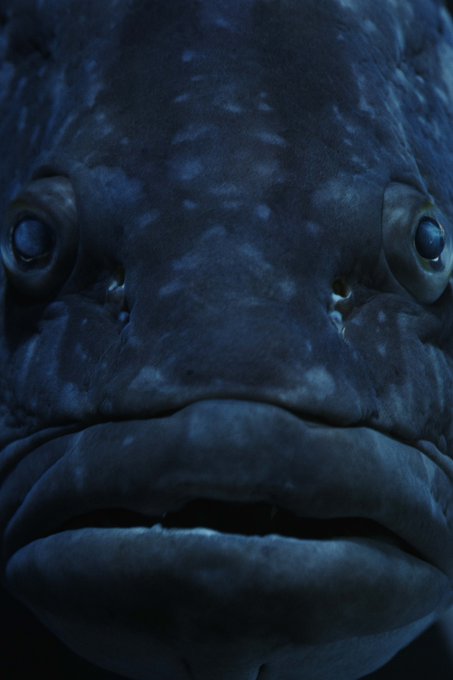 水槽 高画質 のtwitterイラスト検索結果 古い順 水槽 高画質 のtwitterイラスト検索結果 古い順