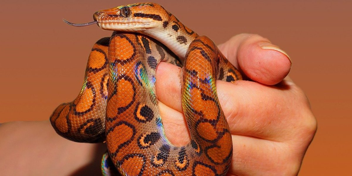 firstrala's tweet photo. My #1 picture from @random_snakes today *(yesterday)
Oh, and #25thAmendmentNow #TrumpHasGotToGo
and #ILoveSneks https://t.co/0zHhjKgN13