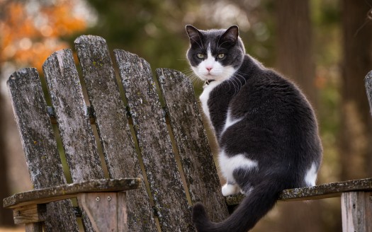 PHPDevelopers5's tweet image. Meow Meow Meow