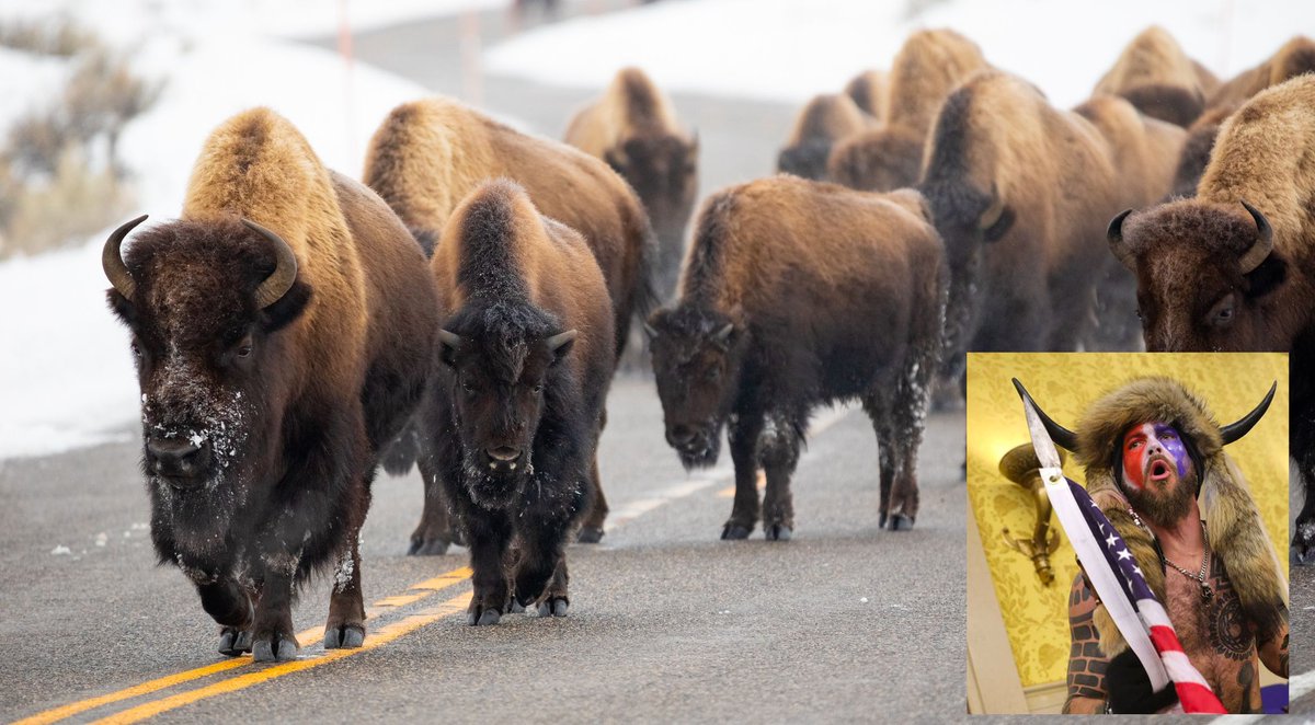 Millones de bisontes, convencidos de que ahora gobiernan Estados Unidos: buff.ly/2MJaN3J