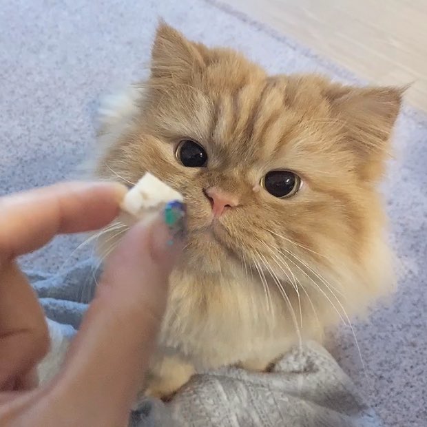 eastnorthmom's tweet photo. 냥 . 냣 .   냣 , 냐 ,, ฅ^•ﻌ•^ฅ ❗️‼️❗️‼️ https://t.co/bVMJ9pcb1S