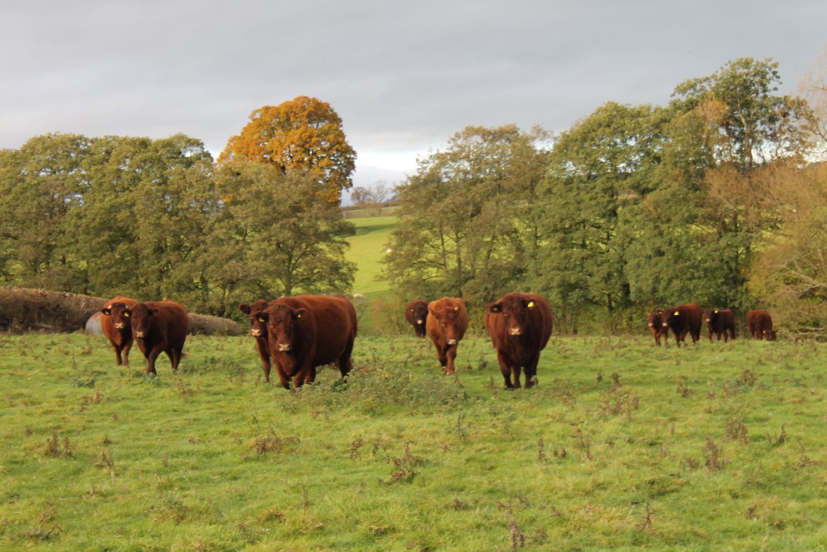 We hope that you enjoyed learning about these British breeds! You can find loads more information on the  @RBSTrarebreeds website We don't want to end this here so please tag us in your livestock pictures and tell us all the breed  [14/14]