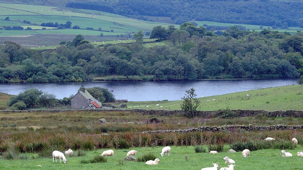 For millennia, grazing cattle and sheep have shaped Britain's iconic landscapes, adding so much to our rich cultural and food heritage. In this thread, you will find out a bit more about a few  breeds that you may not have heard of before... [1/14]
