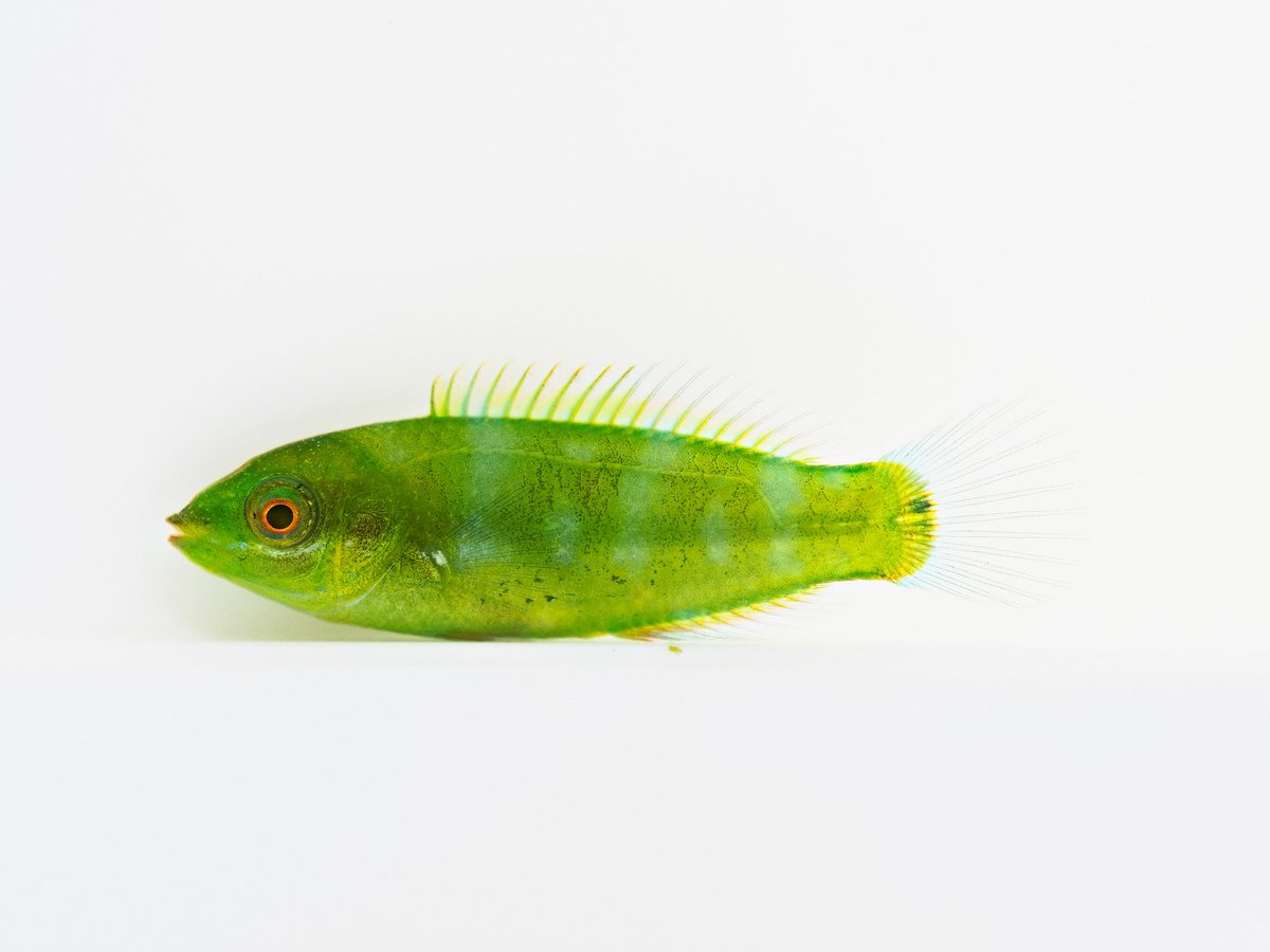 鈴木香里武 Karibu Suzuki 幼魚水族館 館長 海には色とりどりの生き物が暮らしていますが 不思議と完全に緑色の魚というのは少ないんです 房総で出会った美しいベラの幼魚 鰭条数を数えてみたところ 当てはまるのは オニベラ 色って不思議です
