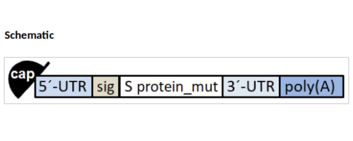 Für alle, die gerne genau verstehen wollen, wie der BioNTech mRNA #Impfstoff aufgebaut ist und funktioniert, aber eher einen technischen Hintergrund haben! Lesenswert ⬇️

Selbst für Biologen spannend: komplette Sequenz von BNT162b2 öffentlich bei der WHO!

berthub.eu/articles/posts…