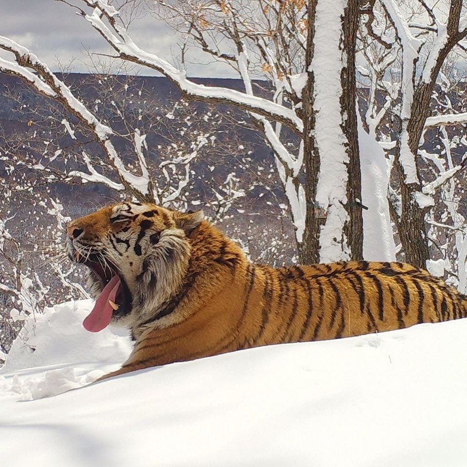 While the human world swirls in chaos the constancy and beauty of nature reminds us what is important. Strong, healthy biodiversity that supports magnificent big cats and us all - help us protect the natural beauty of this world conservewildcats.org
