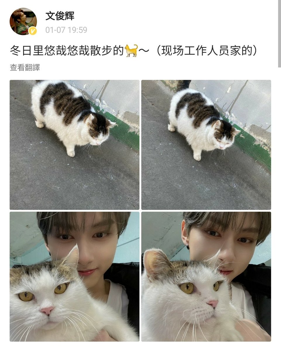ジュン、ゆきみ、あやしいネコ ジュンweibo】 「冬にゆったりと散歩し