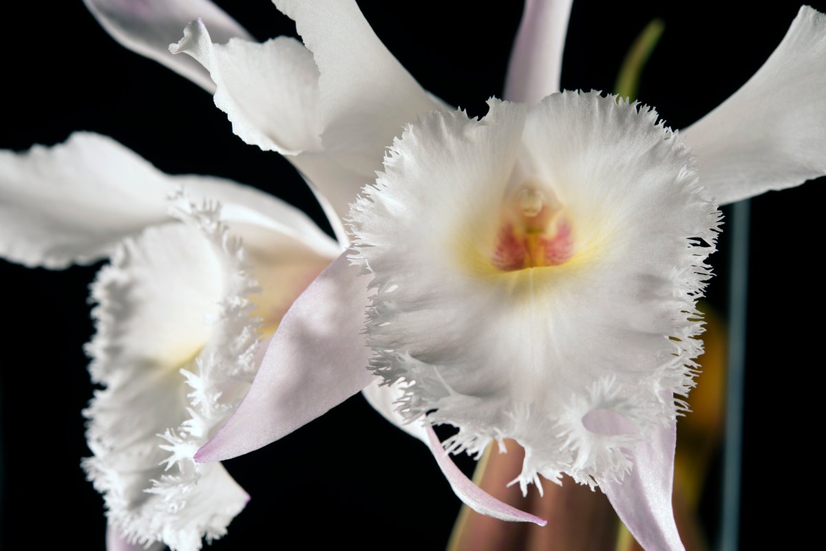 3rosella's tweet photo. Great to be working with #mattstokoe again from @_workplace_ on Soundmirror (2019) @woodhornmuseum @bait_timeto #orchid #portraitphotography #flowerphotography #flowers #studiophotography #bowenslighting #longlens #covidsafe https://t.co/h8jO8ES0kZ