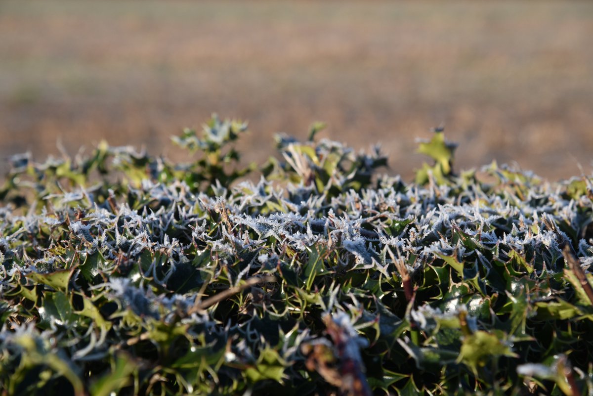 matthewcleeve's tweet image. Crispy -5°C walk this morning! #frosty #subzerotemperatures #newportgwent #wales