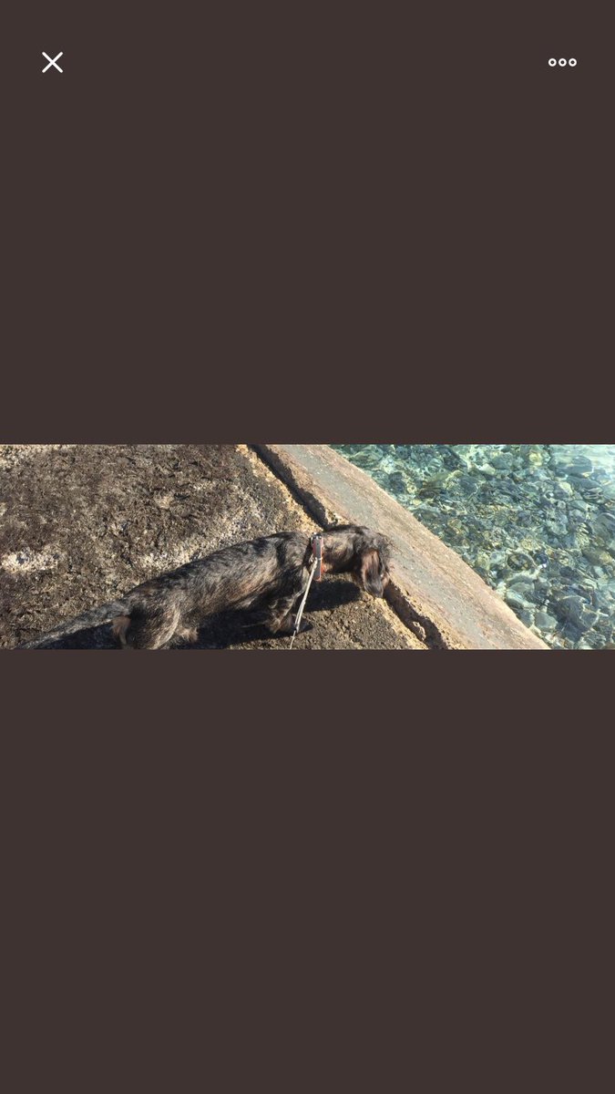 nikomok31 tweet media