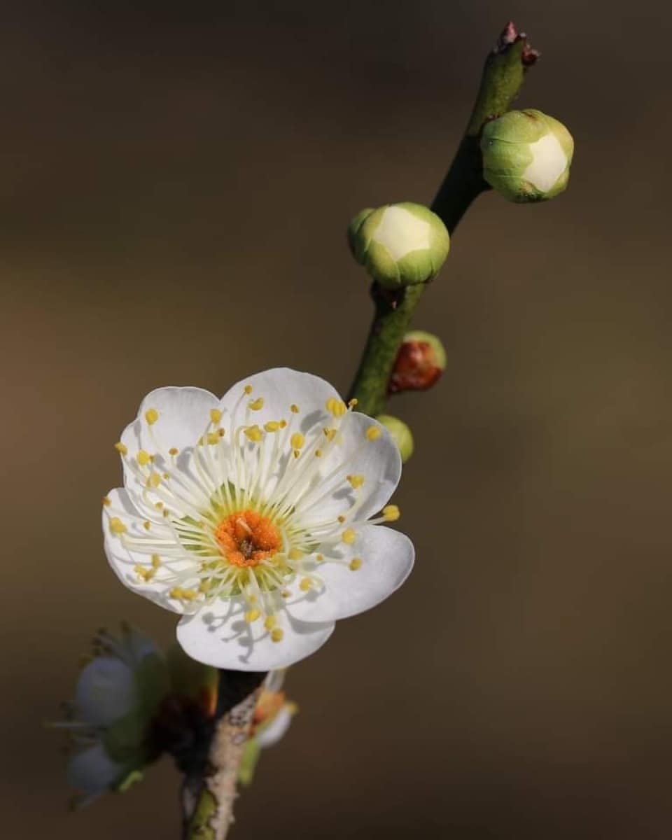 森田正義 梅 梅の花全般の花言葉は 上品 高潔 忍耐 忠実 とのことです 知多市 佐布里池 梅 Plum 花 Flower 花言葉 自然 植物 カメラ ウォーキング