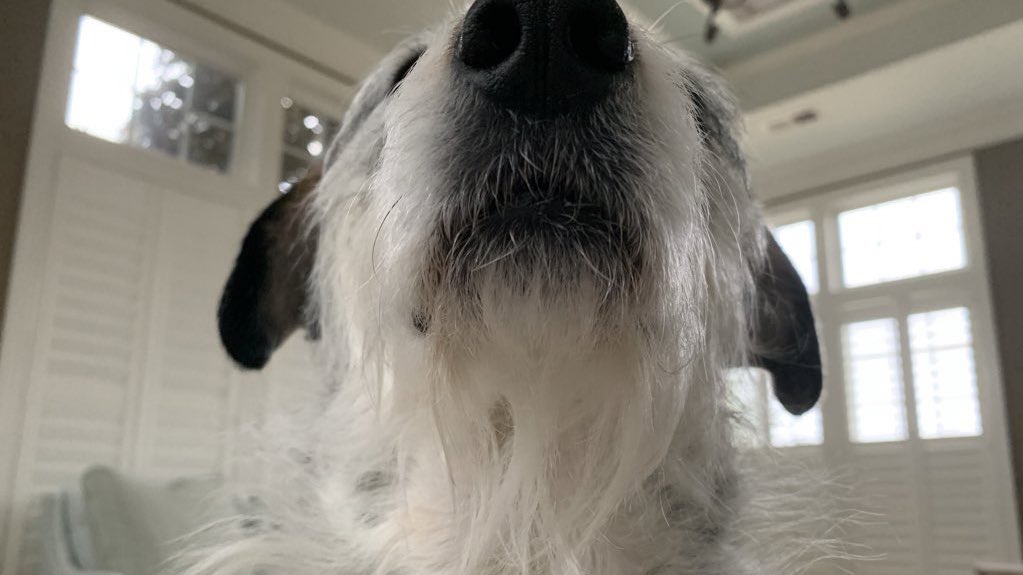 Let’s do  #ThrowbackThursday with some lady beard pics! Ladies and gents, feel free to show yours off, too! #dogsoftwitter  #pennylane  #ladybeard