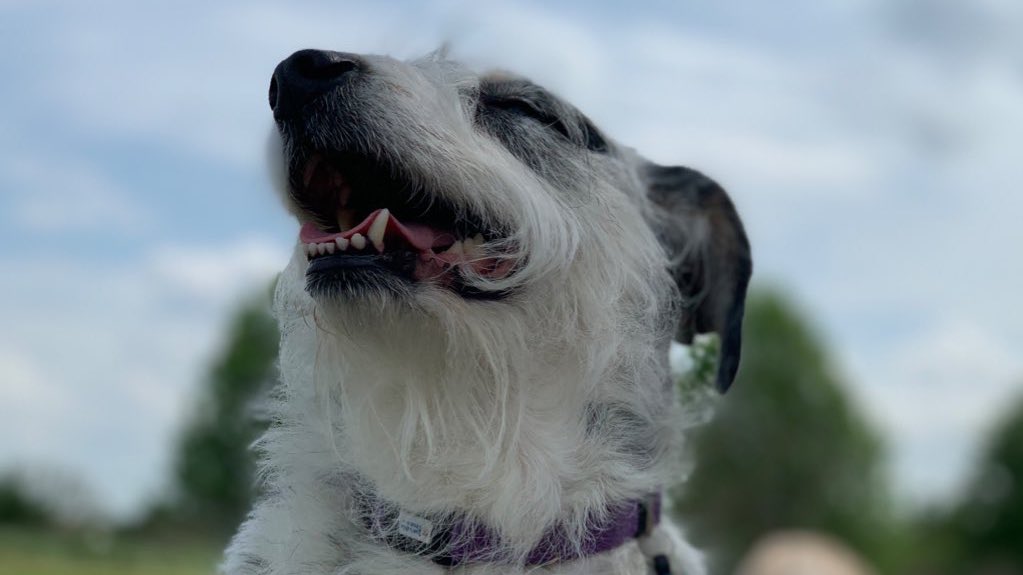 Let’s do  #ThrowbackThursday with some lady beard pics! Ladies and gents, feel free to show yours off, too! #dogsoftwitter  #pennylane  #ladybeard
