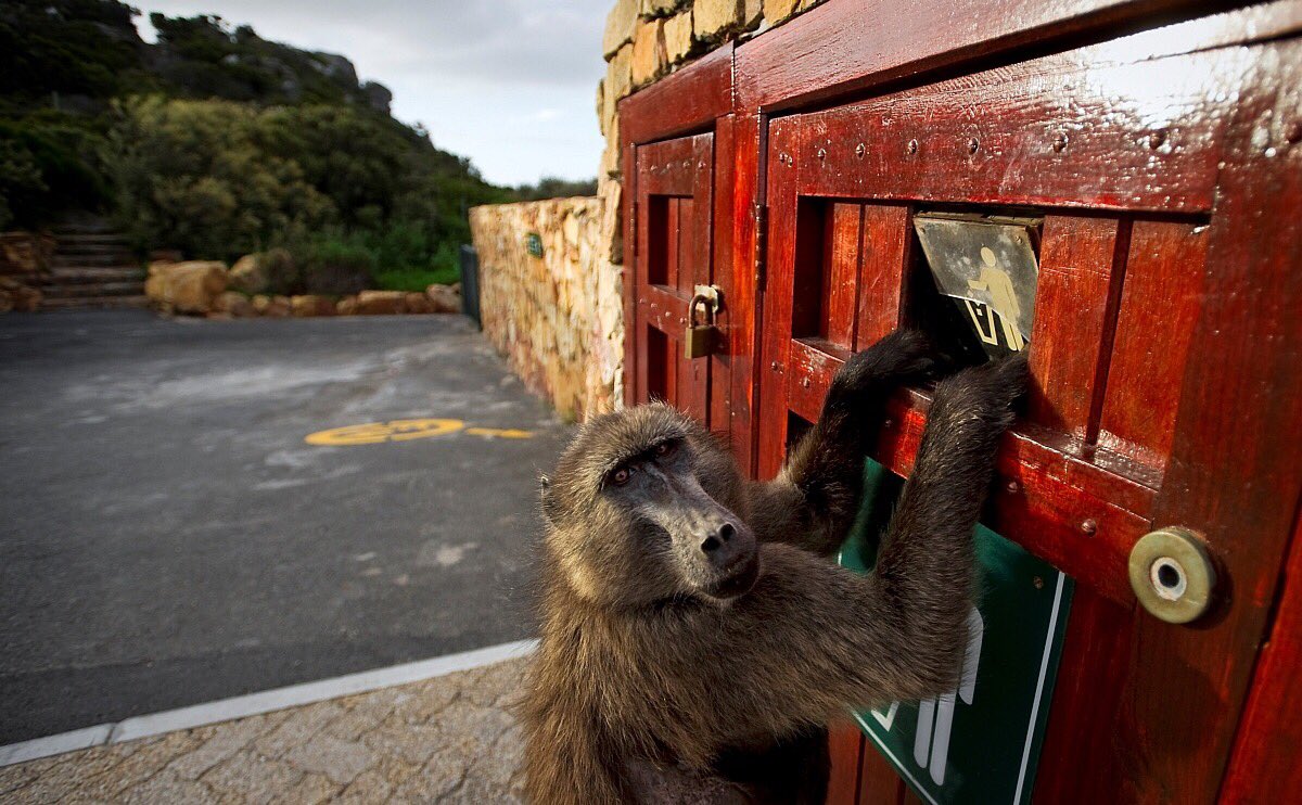 AgamiPhoto's tweet photo. Another day in the (monkey) office..
Some inspirational images from the #AGAMI archives that make you smile: https://t.co/93LT2Kc5ra
Baboon images by @MartenvanDijl , Snow Monkey by @Jari_Peltomaki
Enjoy...!
#monkeybusiness #monkeys #twittermonkey #agami https://t.co/neoW6jSM3l