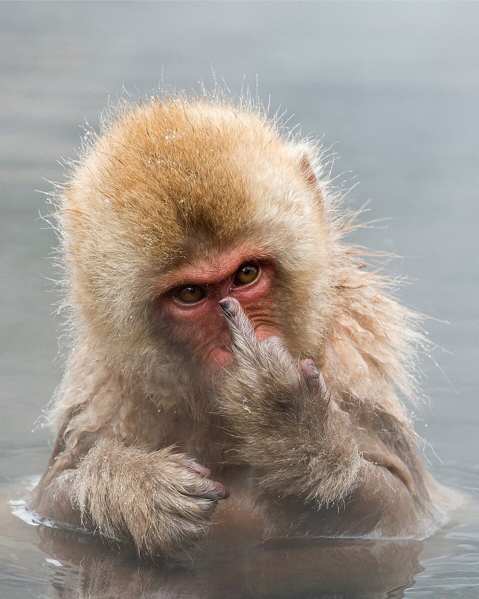 AgamiPhoto's tweet photo. Another day in the (monkey) office..
Some inspirational images from the #AGAMI archives that make you smile: https://t.co/93LT2Kc5ra
Baboon images by @MartenvanDijl , Snow Monkey by @Jari_Peltomaki
Enjoy...!
#monkeybusiness #monkeys #twittermonkey #agami https://t.co/neoW6jSM3l