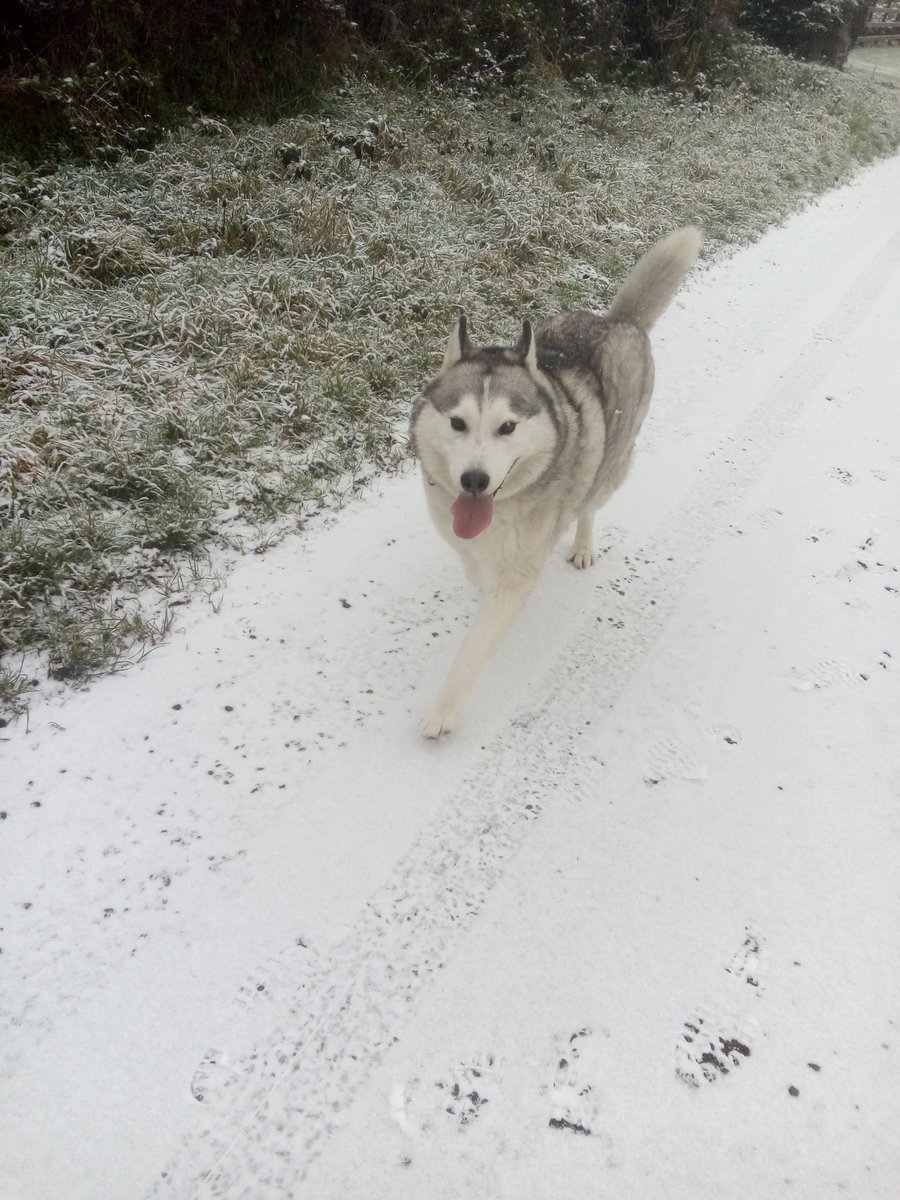 janeymcd23's tweet photo. The Lonesome Snowdog Rio πͺππΊπΊ, tho he was a happy hound this morning π... And a pic of happier times with Maska π
#HuskiesOfTwitter
#MissingMaska
#Husky
#AdoptDontShop
#Snowdog https://t.co/bv1AWHk2WK