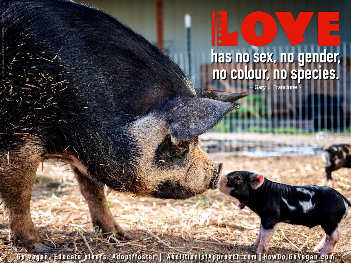 Abolitionists reject all forms of human discrimination, including racism, sexism, heterosexism, ageism, ableism, and classism—just as they reject speciesism.

Learn “The Six Principles of the Abolitionist Approach to Animal Rights” abolitionistapproach.com/about/the-six-…