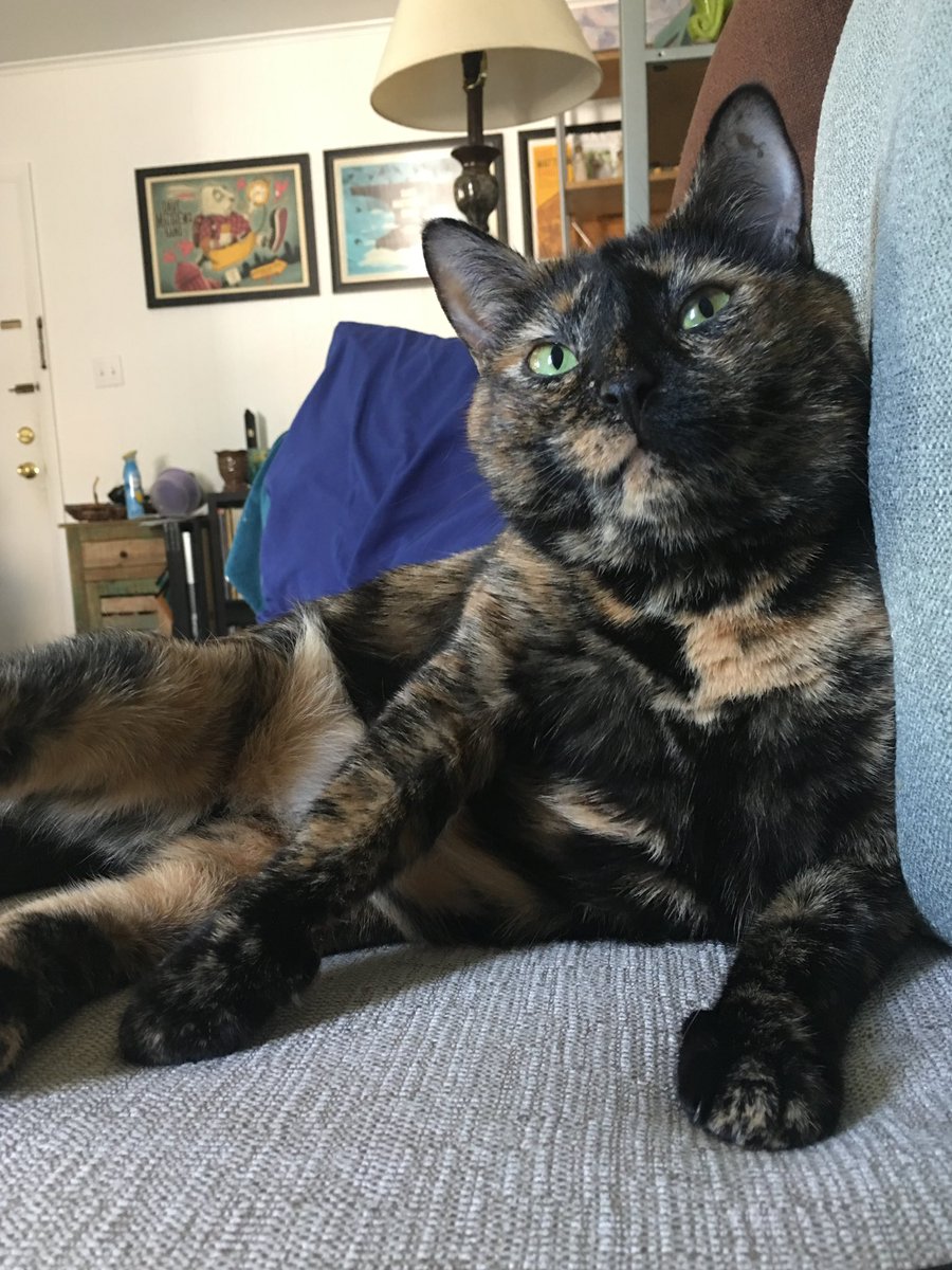 _We_Rate_Cats's tweet photo. Thread: your favorite photo of your cat(s)
We need this today ♥️ https://t.co/NhfbGvRfDh