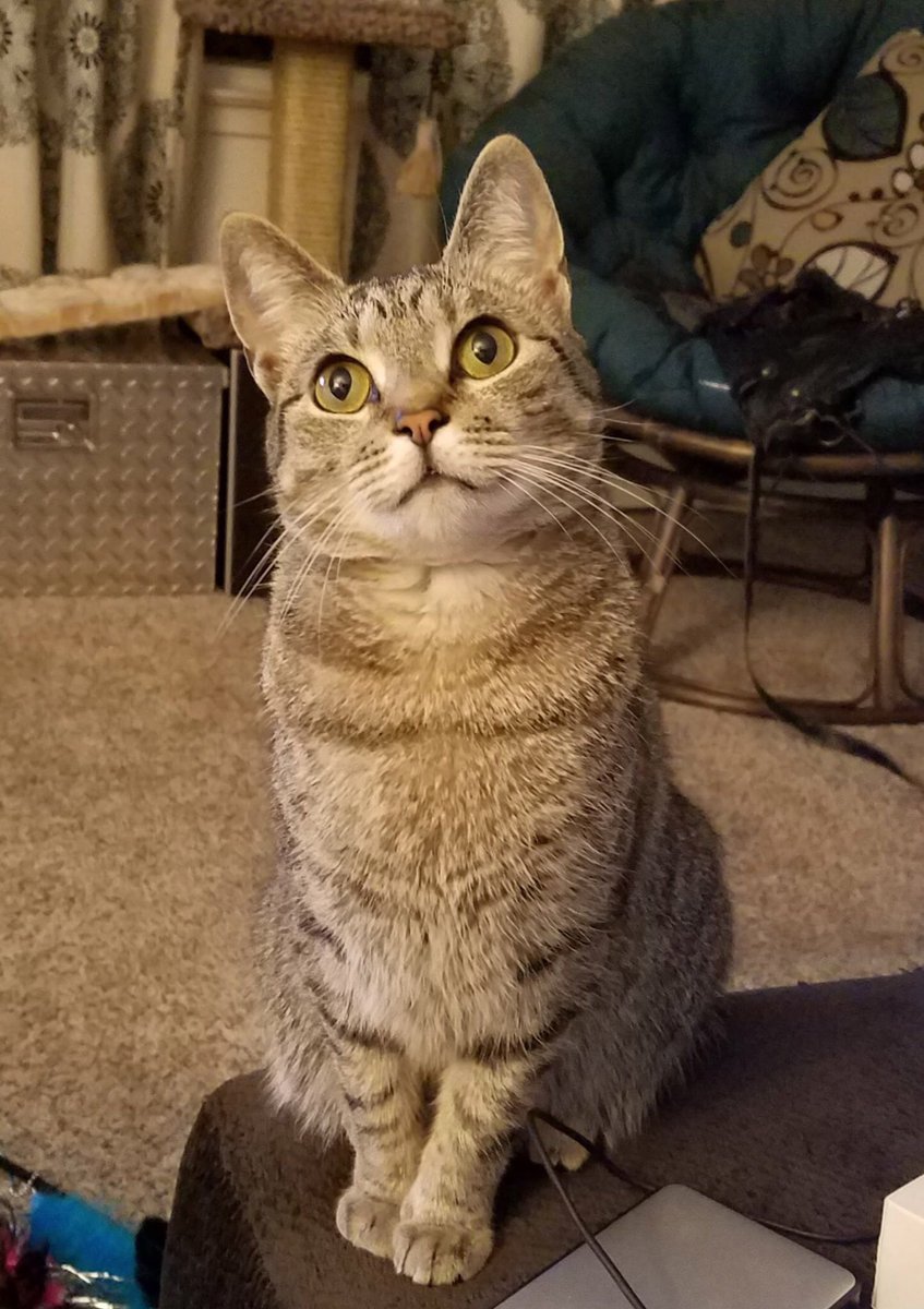 _We_Rate_Cats's tweet photo. Thread: your favorite photo of your cat(s)
We need this today ♥️ https://t.co/NhfbGvRfDh