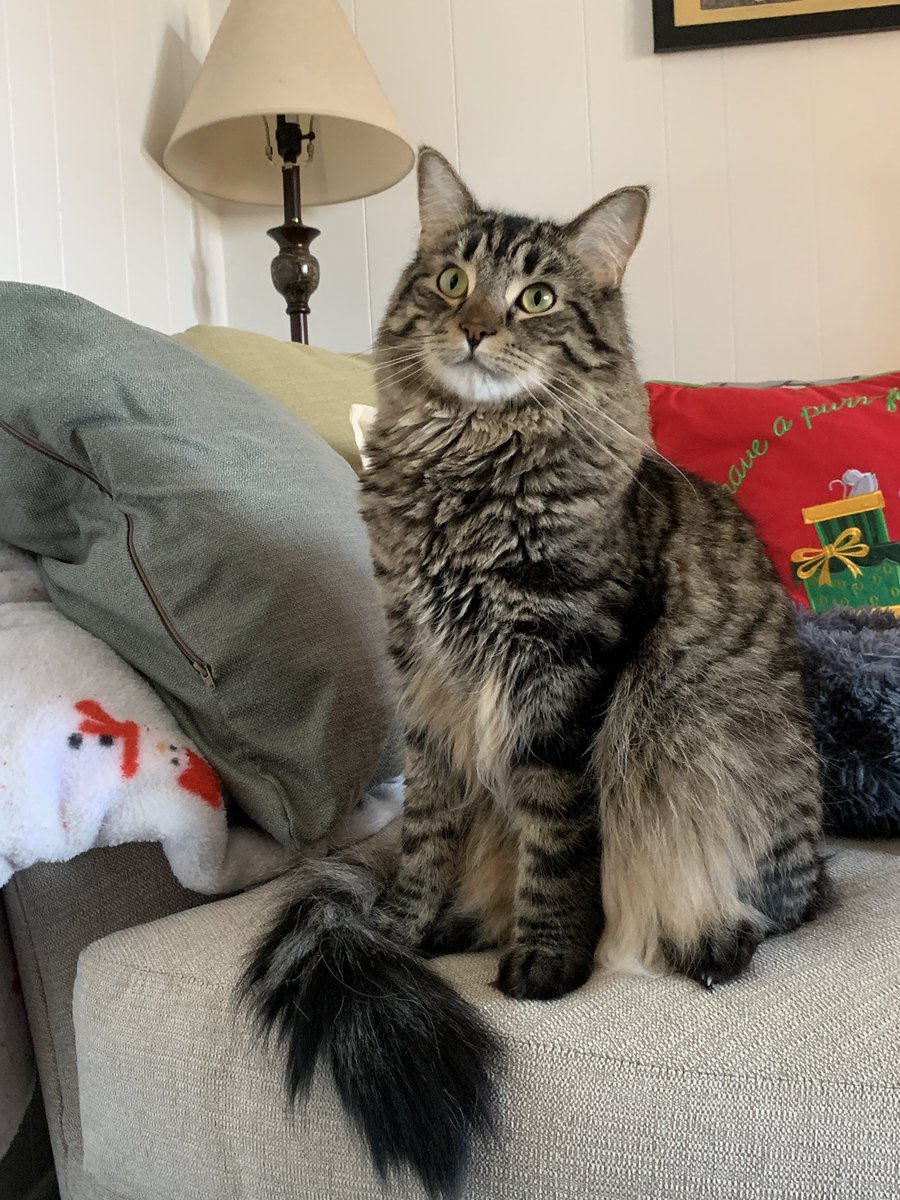 _We_Rate_Cats's tweet photo. Thread: your favorite photo of your cat(s)
We need this today ♥️ https://t.co/NhfbGvRfDh