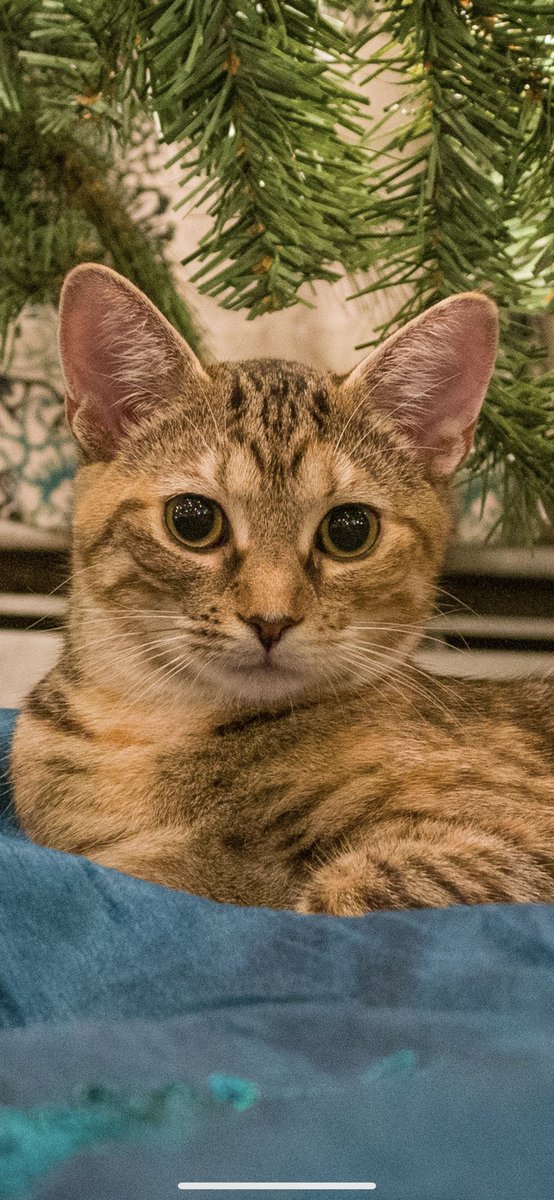 _We_Rate_Cats's tweet photo. Thread: your favorite photo of your cat(s)
We need this today ♥️ https://t.co/NhfbGvRfDh