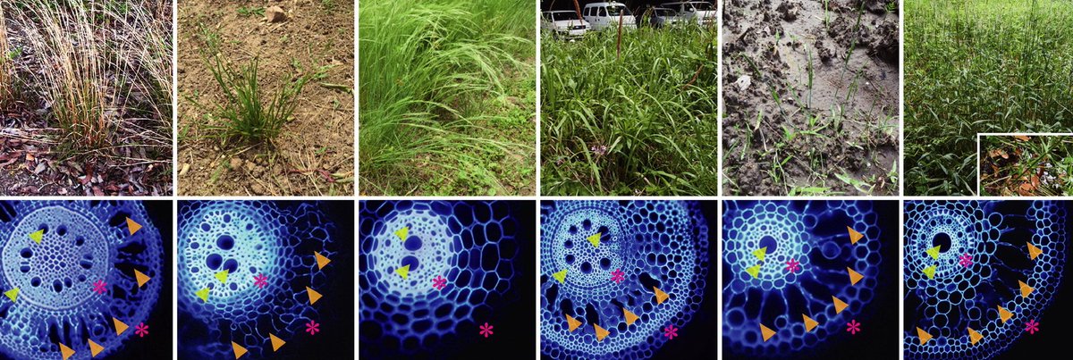 FBL_UCPH's tweet image. Our new paper shows that aerenchyma in grass roots is important in both wet and dry soils. In wet soils it aids the internal diffusion of oxygen whereas in dry it reduces water and energy consumption. In both situations root extension is enhanced by aerenchyma. 
@NewPhyt