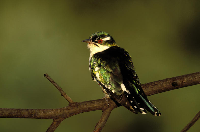 GerryJJ's tweet photo. The friendly little town of Wakkerstroom, surrounded by vast wetlands that attract huge numbers of birds, is an international birding mecca set in a beautiful valley in southern Mpumalanga.

#birdersparadise
#birdmecca
#wakkerstroom

https://t.co/zCWpVatdsa https://t.co/0U0iFEYCEs