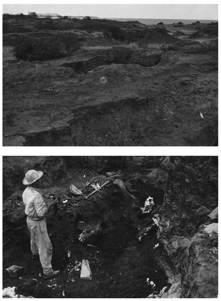 The fossils come from a locality on the Santa Elena peninsula of Ecuador, called Coralito. The site is now part of a residential area, so we had to do some detective work using field notes, the literature, and small amounts of sediment we recovered from the inside of a skull.