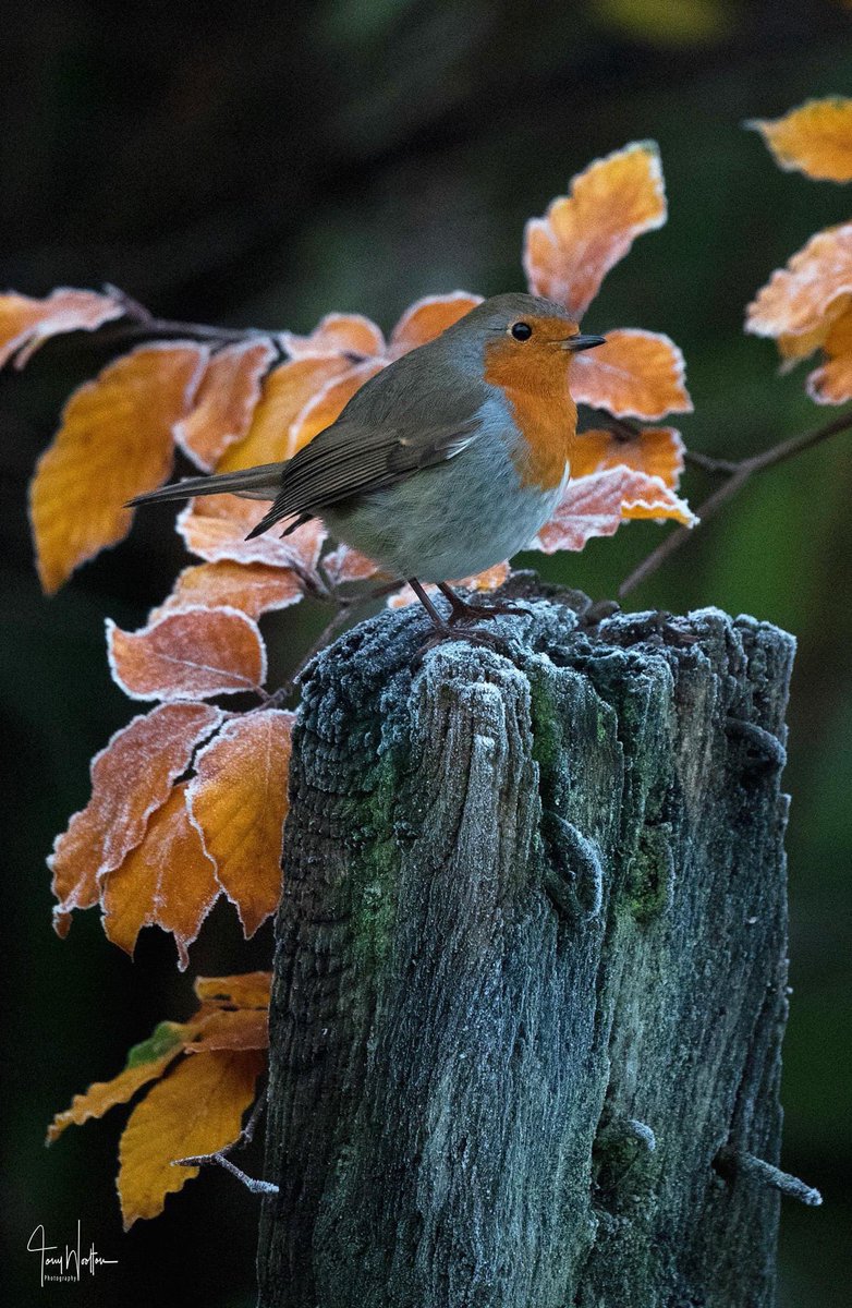 tonywootton7's tweet image. Cold and Frosty....