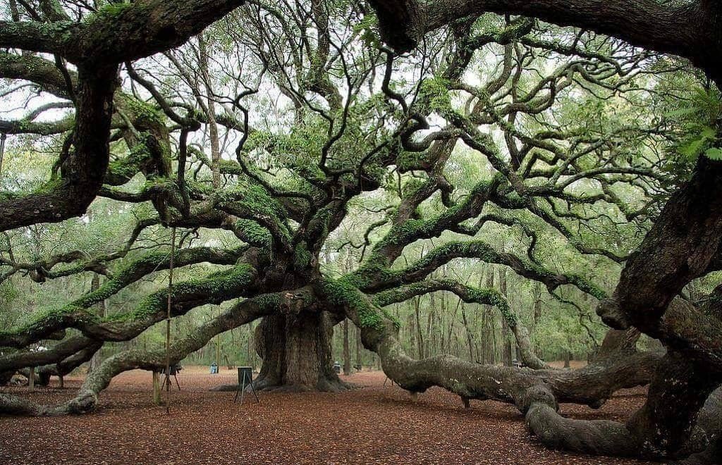 Güney Carolina'daki 1500 yıllık melek meşe ağacı.. 
Tarihe şahit ❤️
.
.
.
#ağaç #eskiağaç #tarih #tarihnotlari #eskitarih #doğafotoğrafları #fotoğçılık